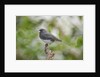 Dark-eyed Junco by Anonymous