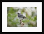 Dark-eyed Junco by Anonymous