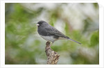 Dark-eyed Junco by Anonymous