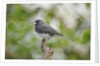Dark-eyed Junco by Anonymous