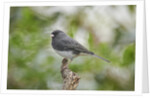 Dark-eyed Junco by Anonymous