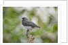 Dark-eyed Junco by Anonymous