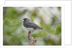 Dark-eyed Junco by Anonymous