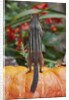 Eastern American chipmunk on pumpkin by Anonymous