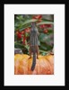 Eastern American chipmunk on pumpkin by Anonymous