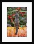 Eastern American chipmunk on pumpkin by Anonymous