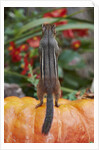 Eastern American chipmunk on pumpkin by Anonymous