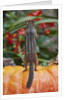 Eastern American chipmunk on pumpkin by Anonymous