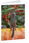 Eastern American chipmunk on pumpkin by Anonymous