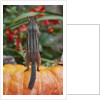 Eastern American chipmunk on pumpkin by Anonymous