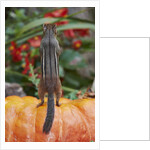 Eastern American chipmunk on pumpkin by Anonymous