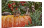 Eastern American chipmunk on pumpkin by Anonymous