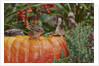 Eastern American chipmunk on pumpkin by Anonymous