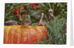 Eastern American chipmunk on pumpkin by Anonymous