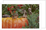 Eastern American chipmunk on pumpkin by Anonymous