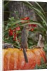Eastern American chipmunk on pumpkin by Anonymous