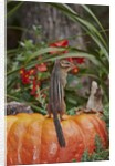 Eastern American chipmunk on pumpkin by Anonymous