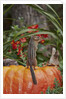 Eastern American chipmunk on pumpkin by Anonymous