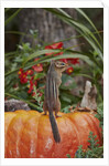 Eastern American chipmunk on pumpkin by Anonymous