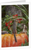 Eastern American chipmunk on pumpkin by Anonymous