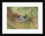 Carolina Chickadee by Anonymous