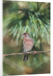 House Finch by Anonymous