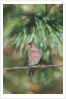 House Finch by Anonymous