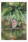 House Finch by Anonymous