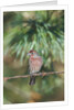 House Finch by Anonymous