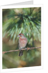 House Finch by Anonymous