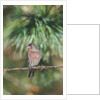 House Finch by Anonymous