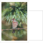 House Finch by Anonymous