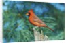 Northern Cardinal by Anonymous