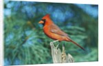 Northern Cardinal by Anonymous