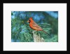 Northern Cardinal by Anonymous