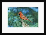 Northern Cardinal by Anonymous