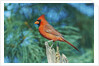 Northern Cardinal by Anonymous