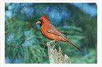 Northern Cardinal by Anonymous