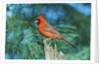 Northern Cardinal by Anonymous