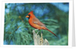 Northern Cardinal by Anonymous