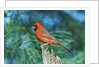 Northern Cardinal by Anonymous