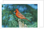 Northern Cardinal by Anonymous