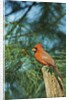 Northern Cardinal by Anonymous