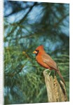 Northern Cardinal by Anonymous