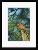 Northern Cardinal by Anonymous