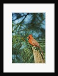 Northern Cardinal by Anonymous