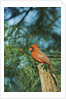 Northern Cardinal by Anonymous