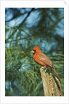 Northern Cardinal by Anonymous