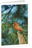 Northern Cardinal by Anonymous