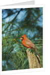 Northern Cardinal by Anonymous